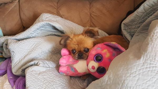 /images/uploads/griffin pond animal shelter/loveyourpet2018/entries/6616thumb.jpg